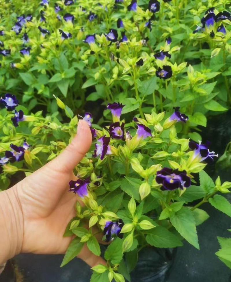 夏堇耐热耐晒花卉夏季盆栽室外阳台庭院植物好养耐活