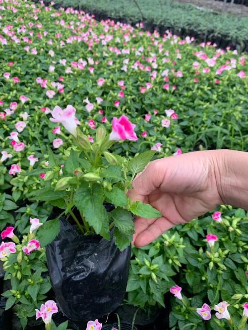 夏堇耐热耐晒花卉夏季盆栽室外阳台庭院植物好养耐活