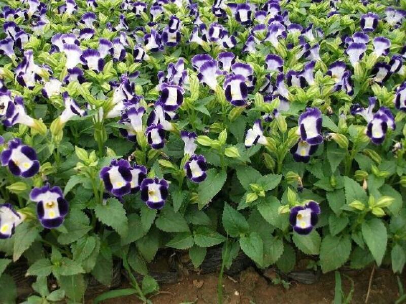 夏堇耐热耐晒花卉夏季盆栽室外阳台庭院植物好养耐活
