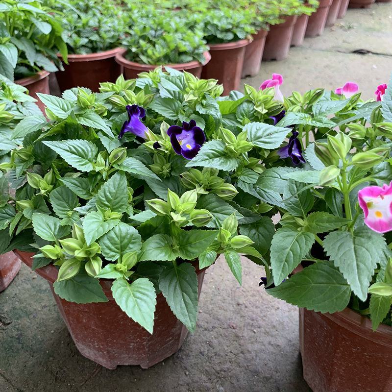 夏堇耐热耐晒花卉夏季盆栽室外阳台庭院植物好养耐活