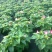 夏堇耐热耐晒花卉夏季盆栽室外阳台庭院植物好养耐活