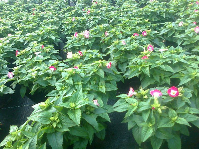 夏堇耐热耐晒花卉夏季盆栽室外阳台庭院植物好养耐活