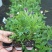 新品玛格丽特盆栽花苗庭院花园千头菊草本花卉花色多样花期长