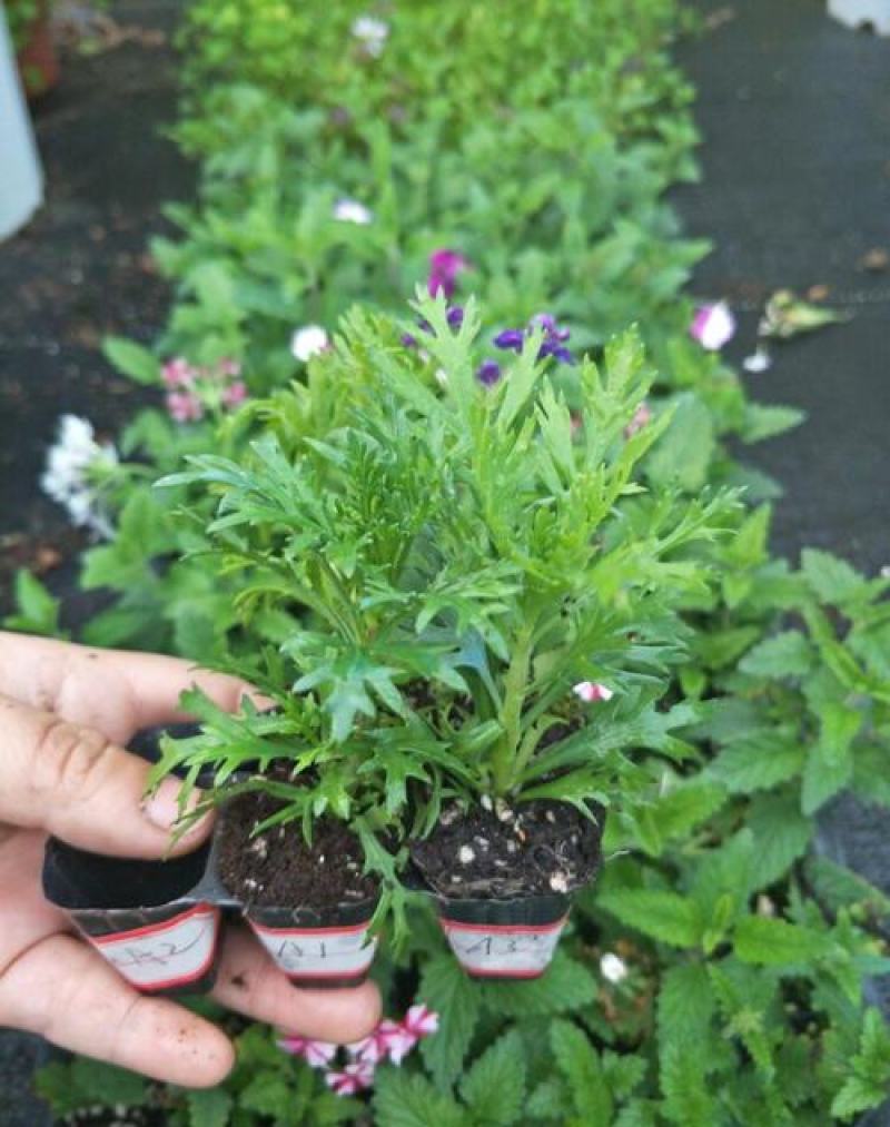 新品玛格丽特盆栽花苗庭院花园千头菊草本花卉花色多样花期长