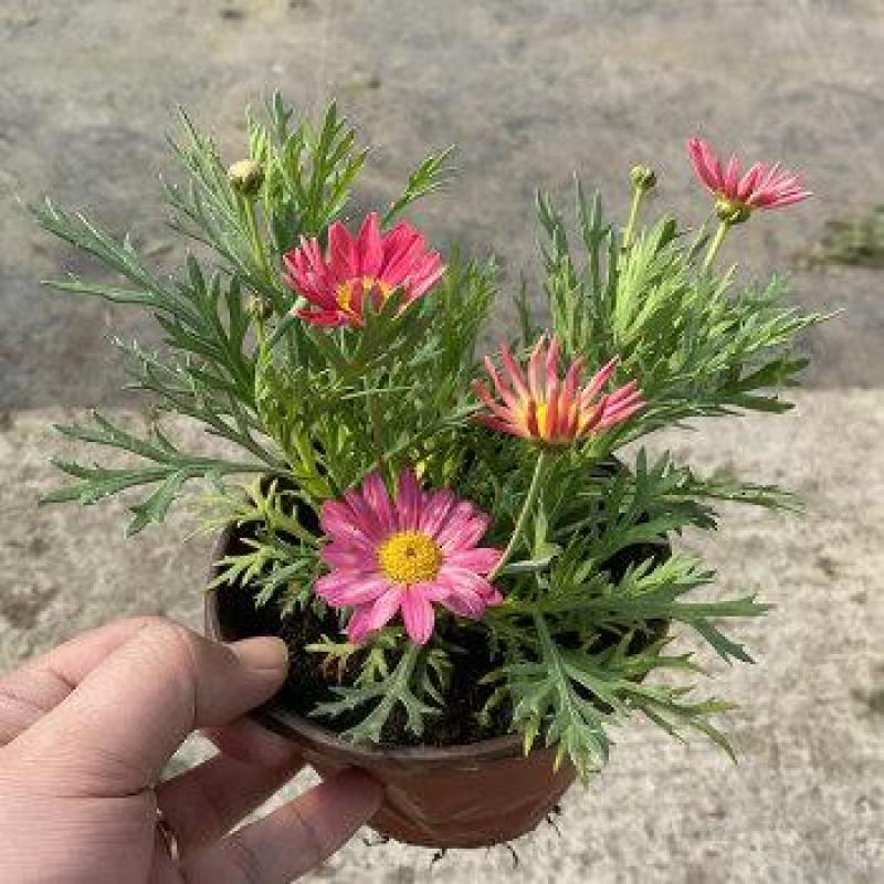 新品玛格丽特盆栽花苗庭院花园千头菊草本花卉花色多样花期长