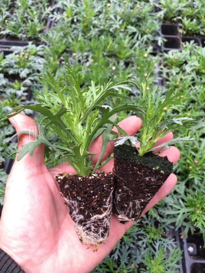 新品玛格丽特盆栽花苗庭院花园千头菊草本花卉花色多样花期长