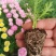 新品玛格丽特盆栽花苗庭院花园千头菊草本花卉花色多样花期长