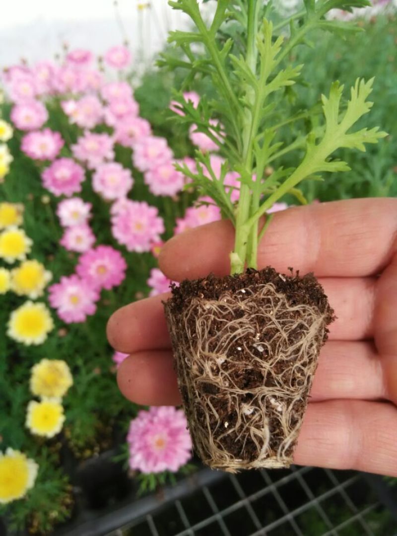 新品玛格丽特盆栽花苗庭院花园千头菊草本花卉花色多样花期长