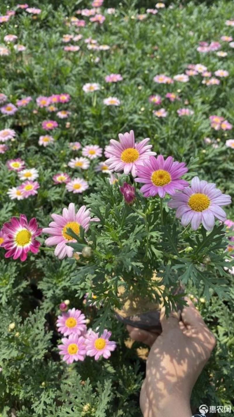 新品玛格丽特盆栽花苗庭院花园千头菊草本花卉花色多样花期长