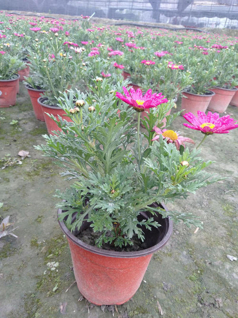 新品玛格丽特盆栽花苗庭院花园千头菊草本花卉花色多样花期长