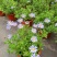 新品玛格丽特盆栽花苗庭院花园千头菊草本花卉花色多样花期长