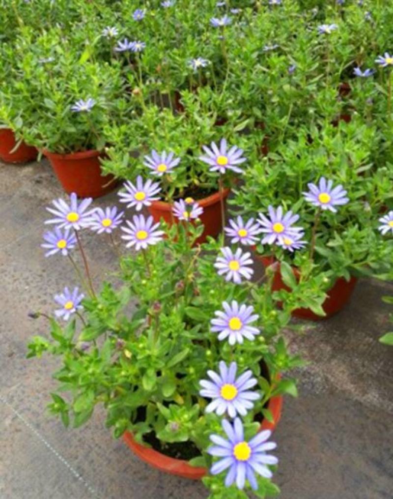 新品玛格丽特盆栽花苗庭院花园千头菊草本花卉花色多样花期长
