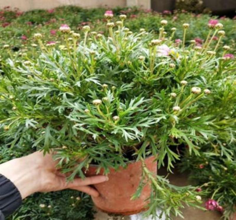 新品玛格丽特盆栽花苗庭院花园千头菊草本花卉花色多样花期长