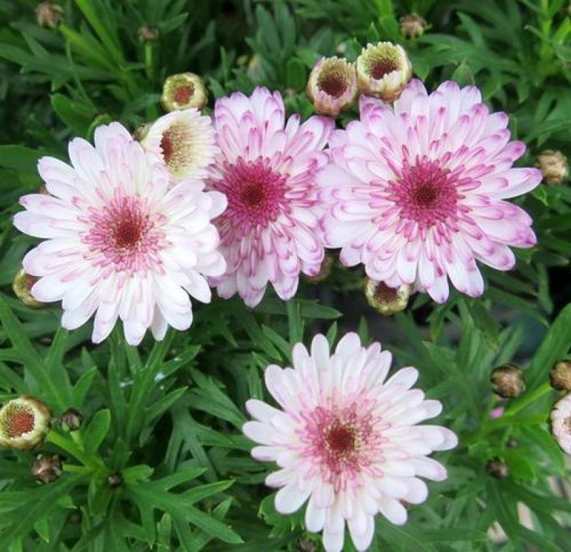 新品玛格丽特盆栽花苗庭院花园千头菊草本花卉花色多样花期长