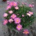 新品玛格丽特盆栽花苗庭院花园千头菊草本花卉花色多样花期长