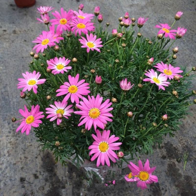 新品玛格丽特盆栽花苗庭院花园千头菊草本花卉花色多样花期长