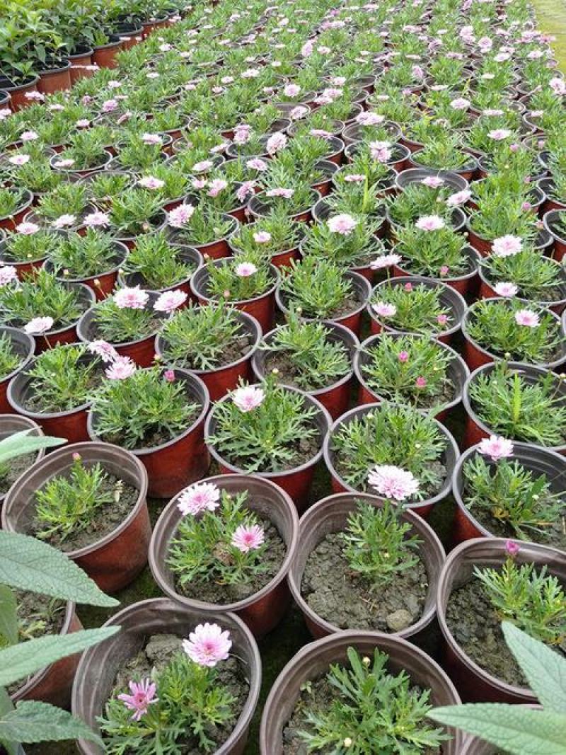新品玛格丽特盆栽花苗庭院花园千头菊草本花卉花色多样花期长