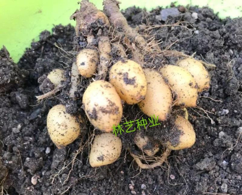 姜荷花种球蝴蝶花根多年生宿根花卉室内室外庭院种植阳台