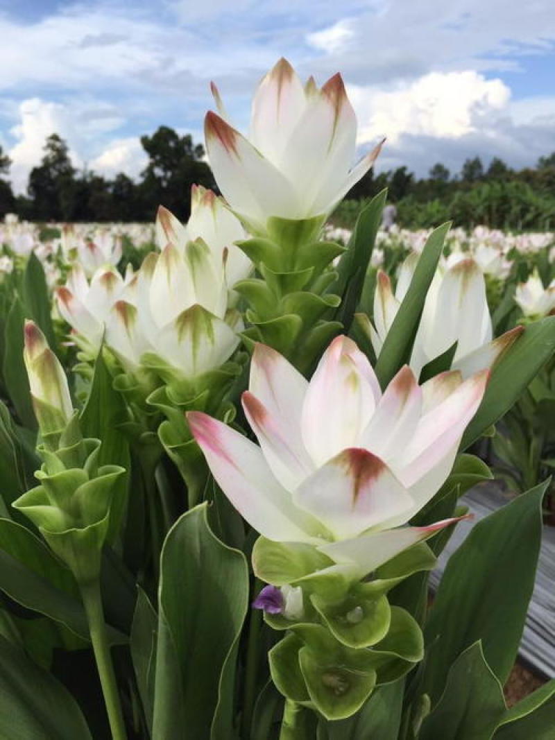 姜荷花种球蝴蝶花根多年生宿根花卉室内室外庭院种植阳台