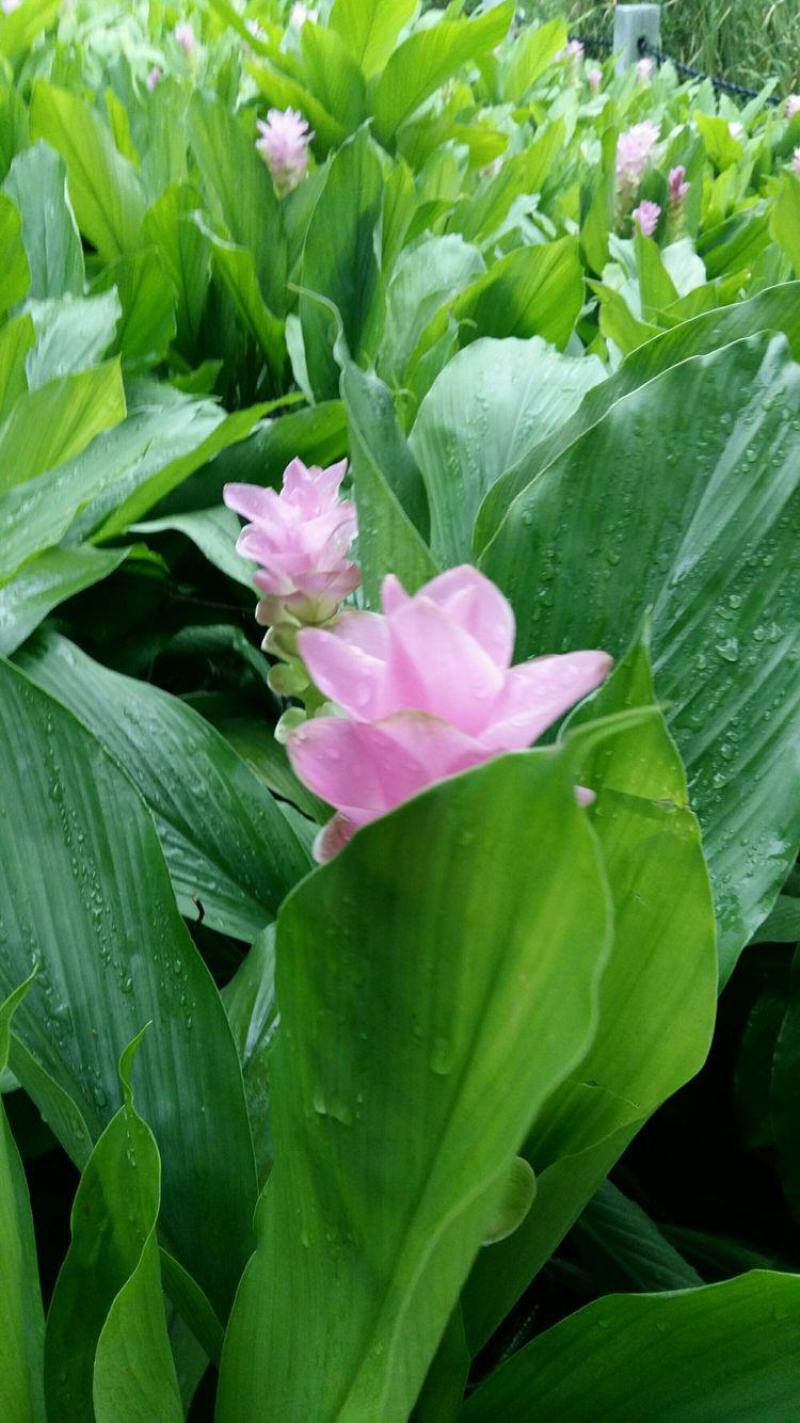 姜荷花种球蝴蝶花根多年生宿根花卉室内室外庭院种植阳台
