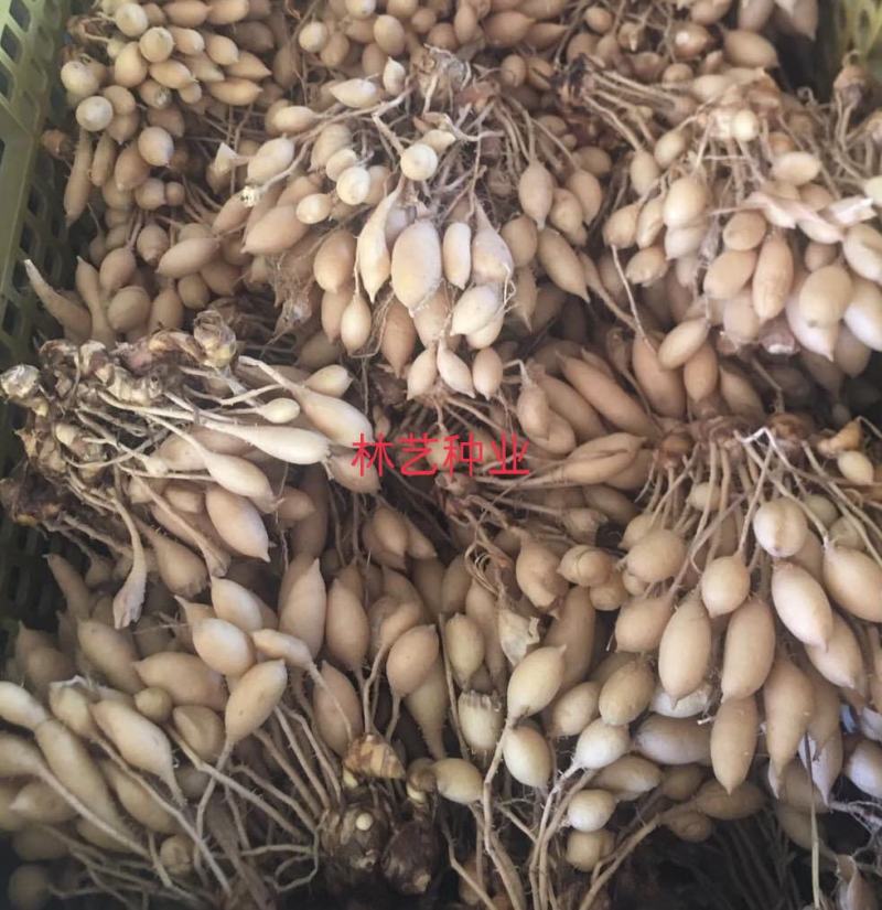 姜荷花种球蝴蝶花根多年生宿根花卉室内室外庭院种植阳台