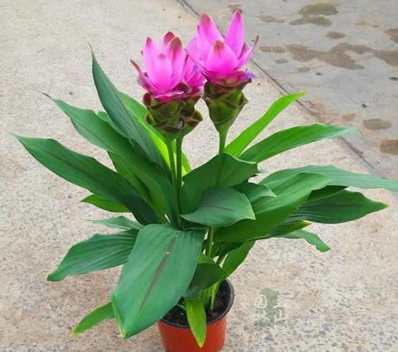 姜荷花种球蝴蝶花根多年生宿根花卉室内室外庭院种植阳台