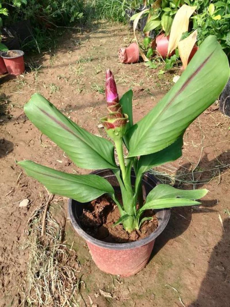 姜荷花种球蝴蝶花根多年生宿根花卉室内室外庭院种植阳台