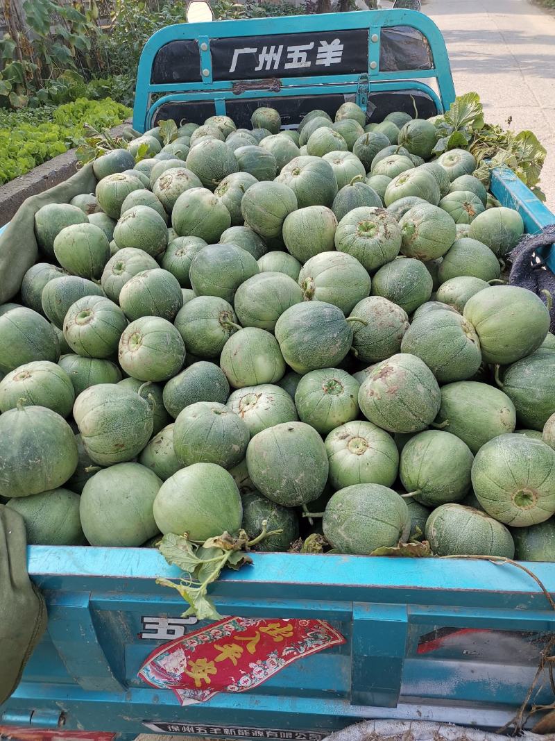 湖北甜宝绿宝甜瓜，质量好甜度高，产地一手货