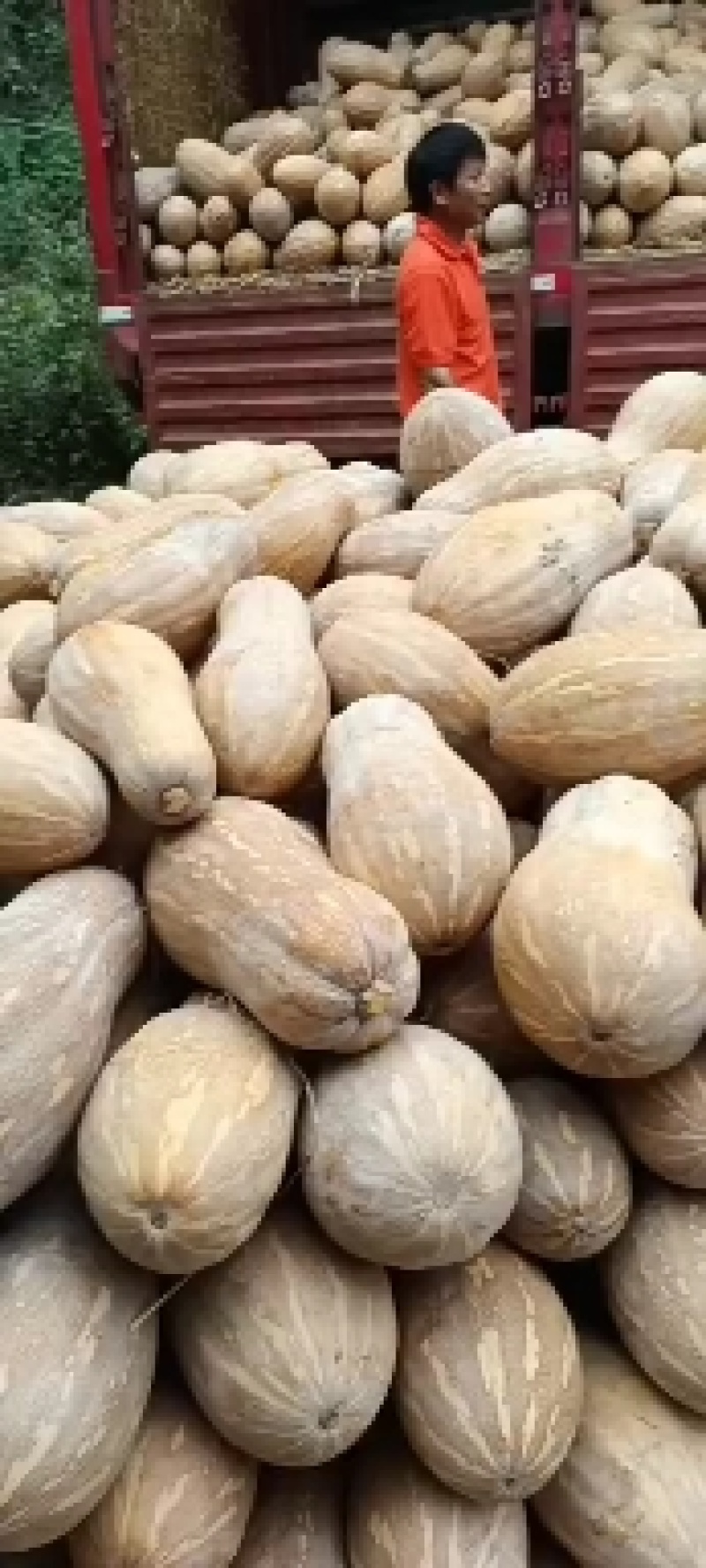 湖北金韩密本南瓜大量上市，预购从优！欢迎有需求的客户致电