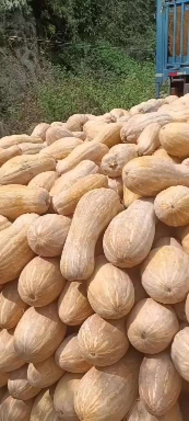 湖北金韩密本南瓜大量上市，预购从优！欢迎有需求的客户致电