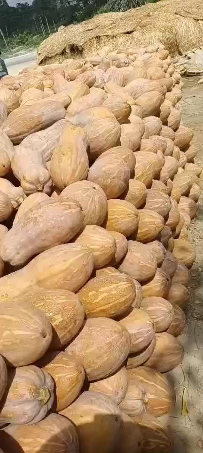 湖北金韩密本南瓜大量上市，预购从优！欢迎有需求的客户致电