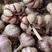大名蒜种，优质大蒜种子产地直供，一手货源，代发全国