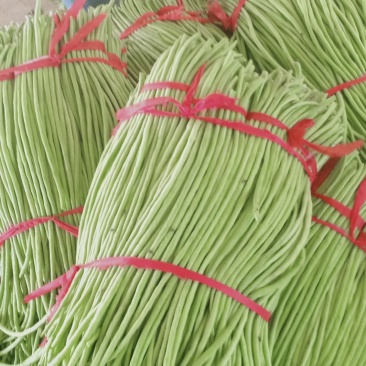 我们经营长豆角大量上市