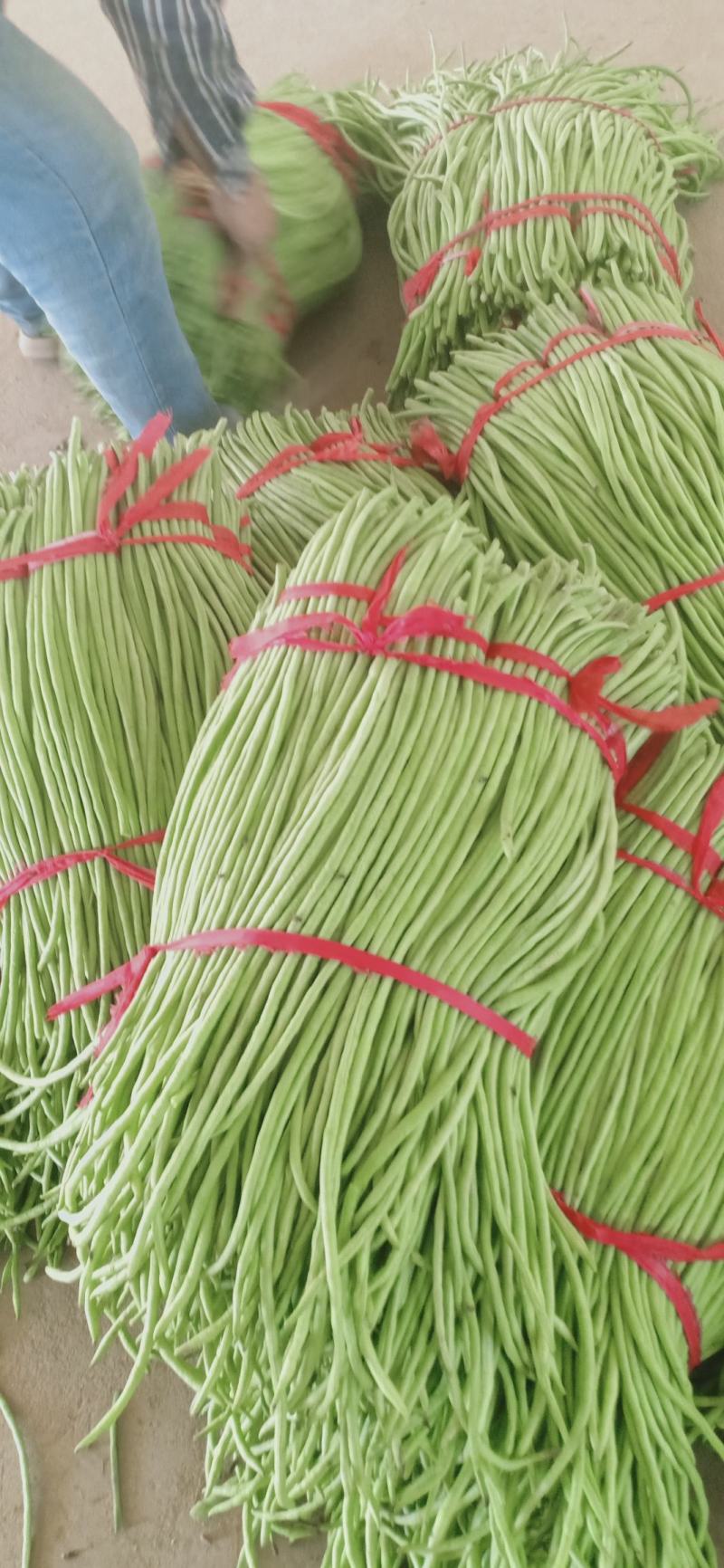 我们经营长豆角大量上市