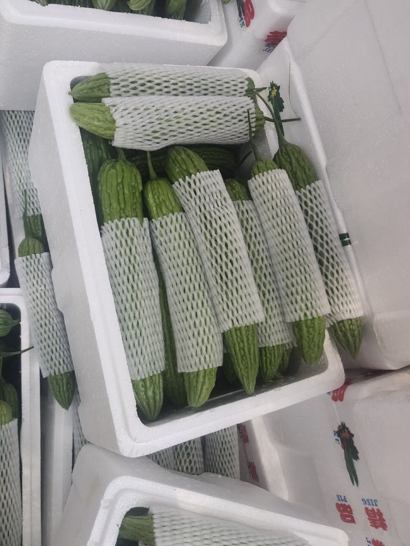 露天苦瓜，颜色深绿油亮耐运输，质量保证，欢迎来电