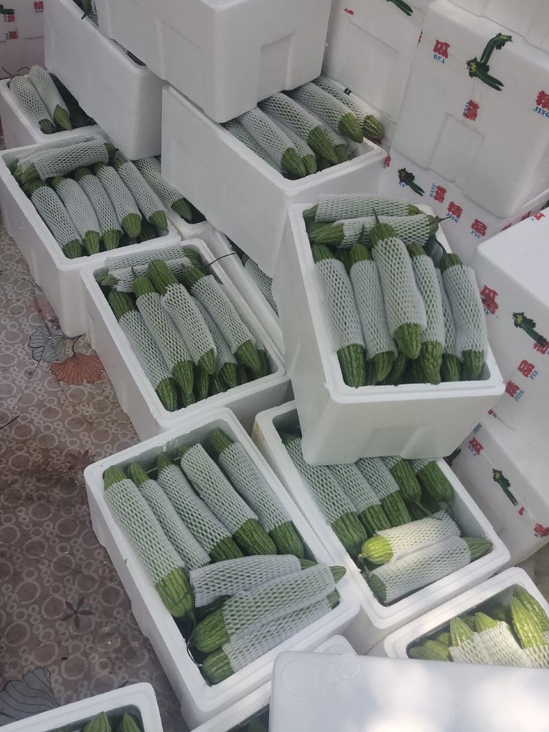 露天苦瓜，颜色深绿油亮耐运输，质量保证，欢迎来电
