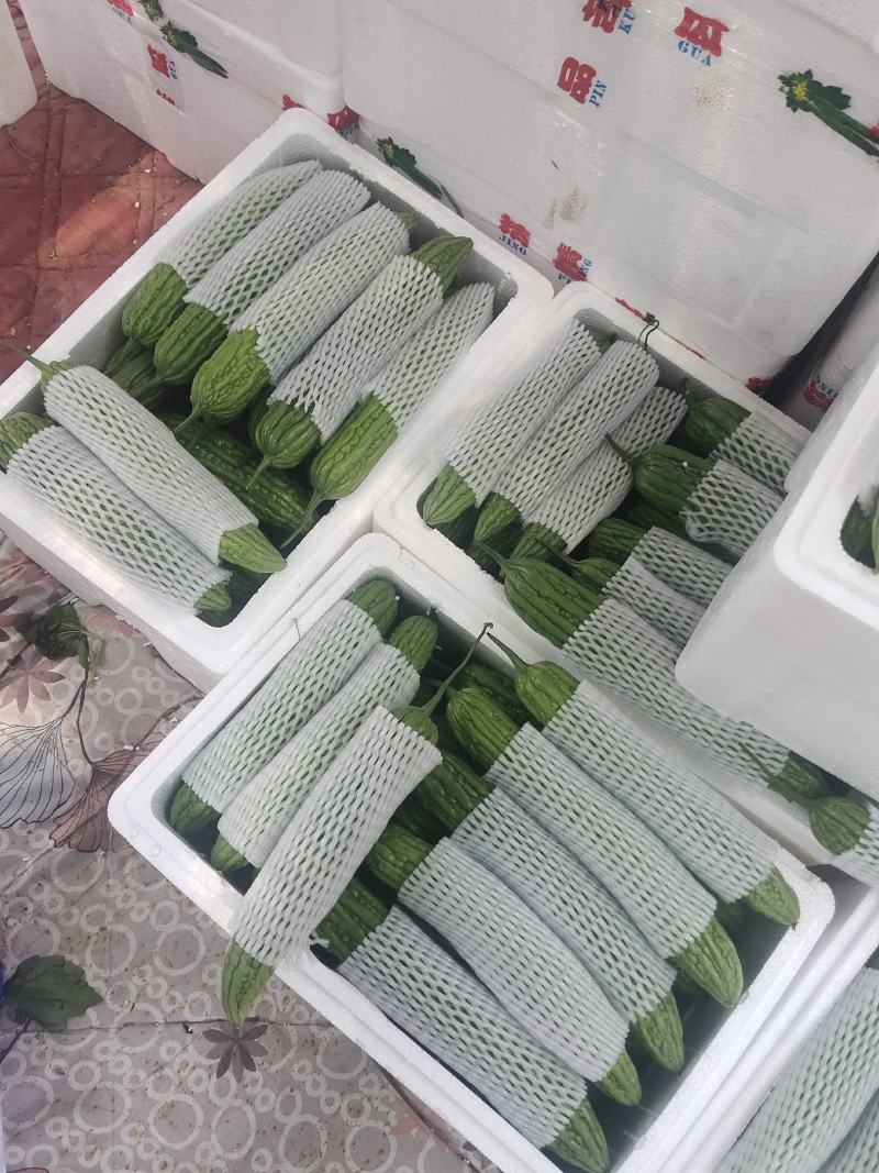 露天苦瓜，颜色深绿油亮耐运输，质量保证，欢迎来电