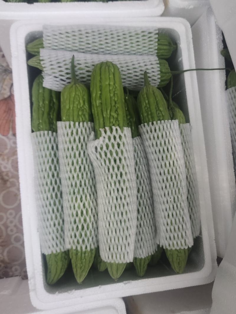 露天苦瓜，颜色深绿油亮耐运输，质量保证，欢迎来电