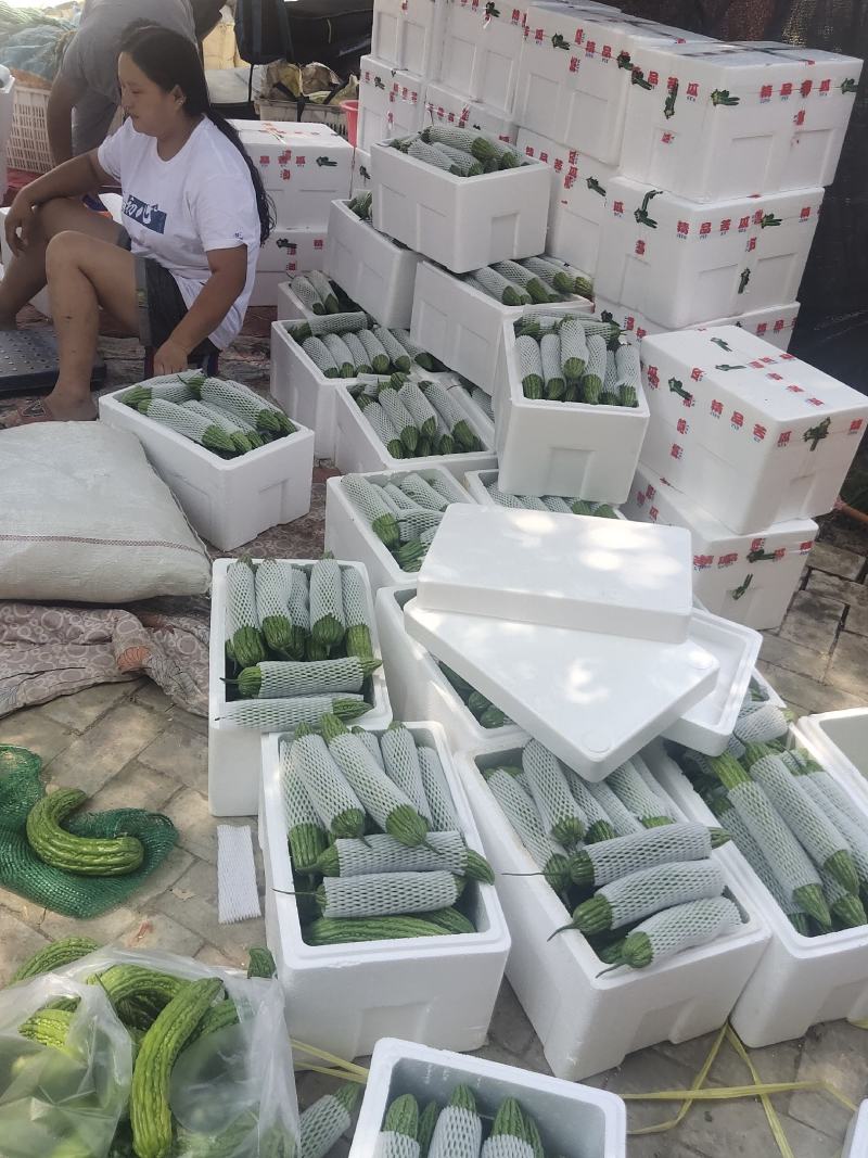 露天苦瓜，颜色深绿油亮耐运输，质量保证，欢迎来电