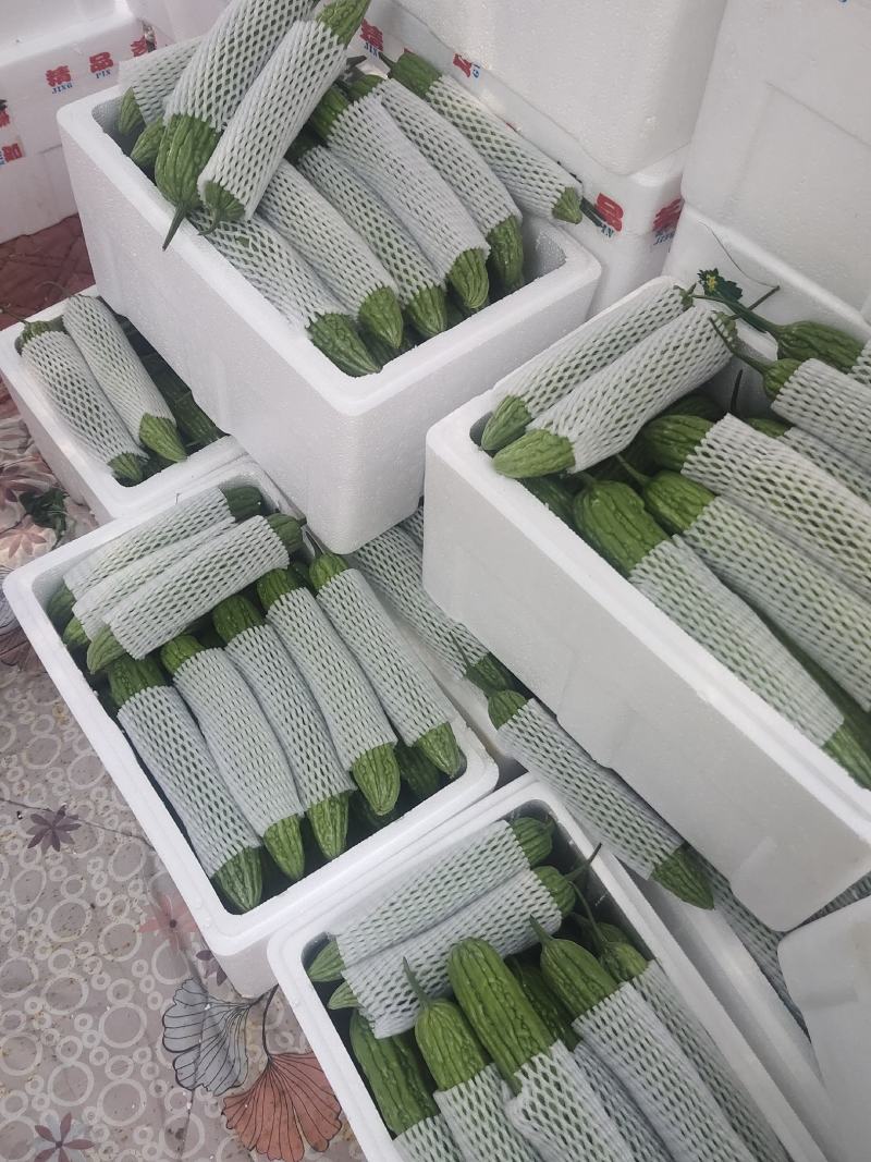 露天苦瓜，颜色深绿油亮耐运输，质量保证，欢迎来电