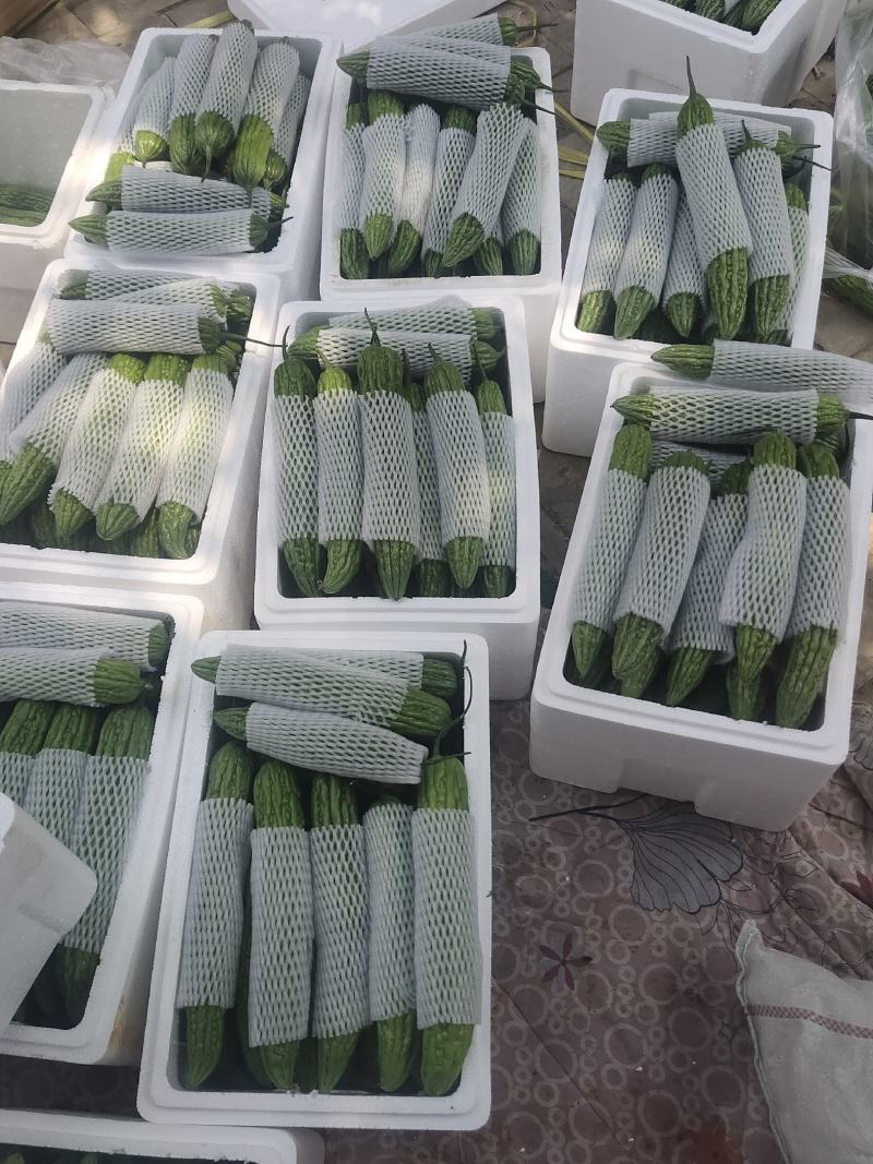 露天苦瓜，颜色深绿油亮耐运输，质量保证，欢迎来电