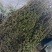 牛至，荆芥，全草无根，切段机压包