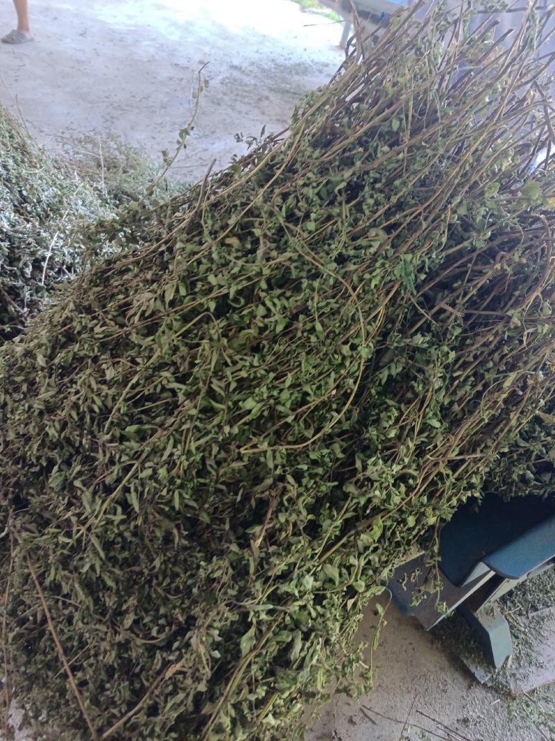 牛至，荆芥，全草无根，切段机压包