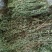 牛至，荆芥，全草无根，切段机压包