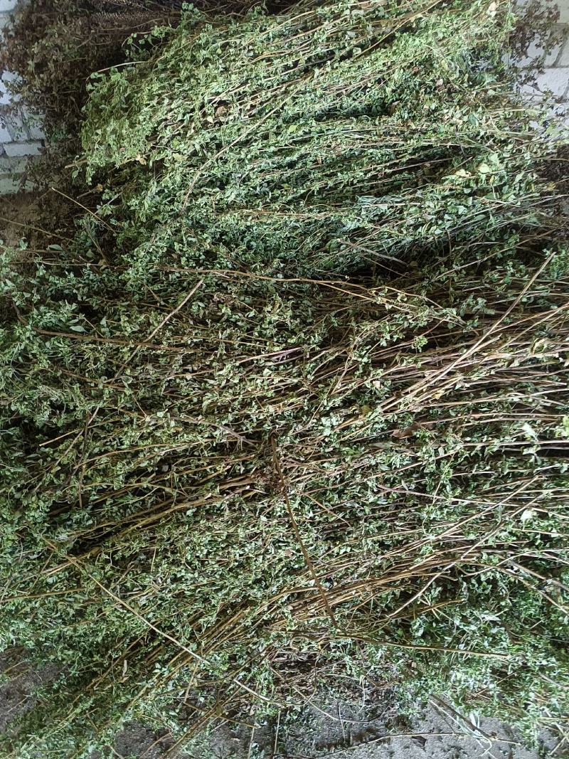 牛至，荆芥，全草无根，切段机压包