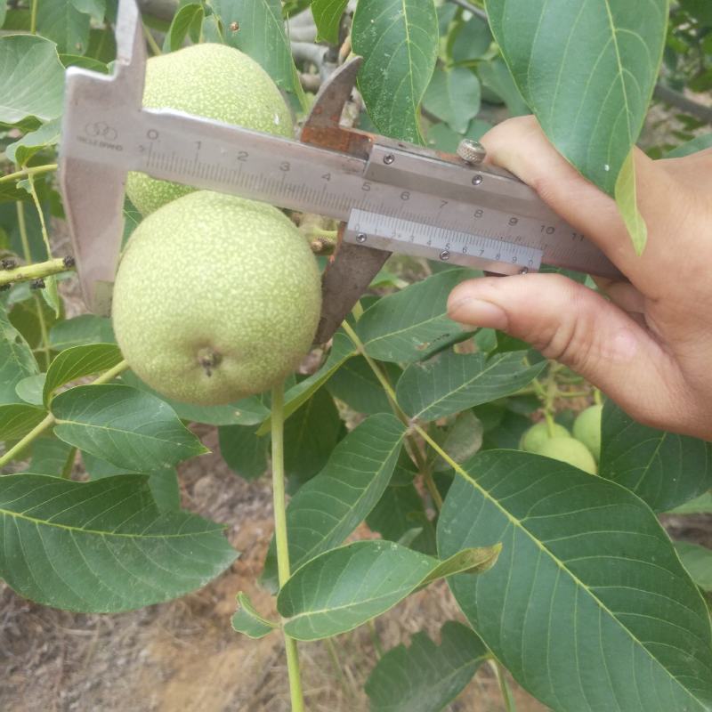 赞皇县辽系青皮核桃大量上市，质量保证，需要的可以联系我