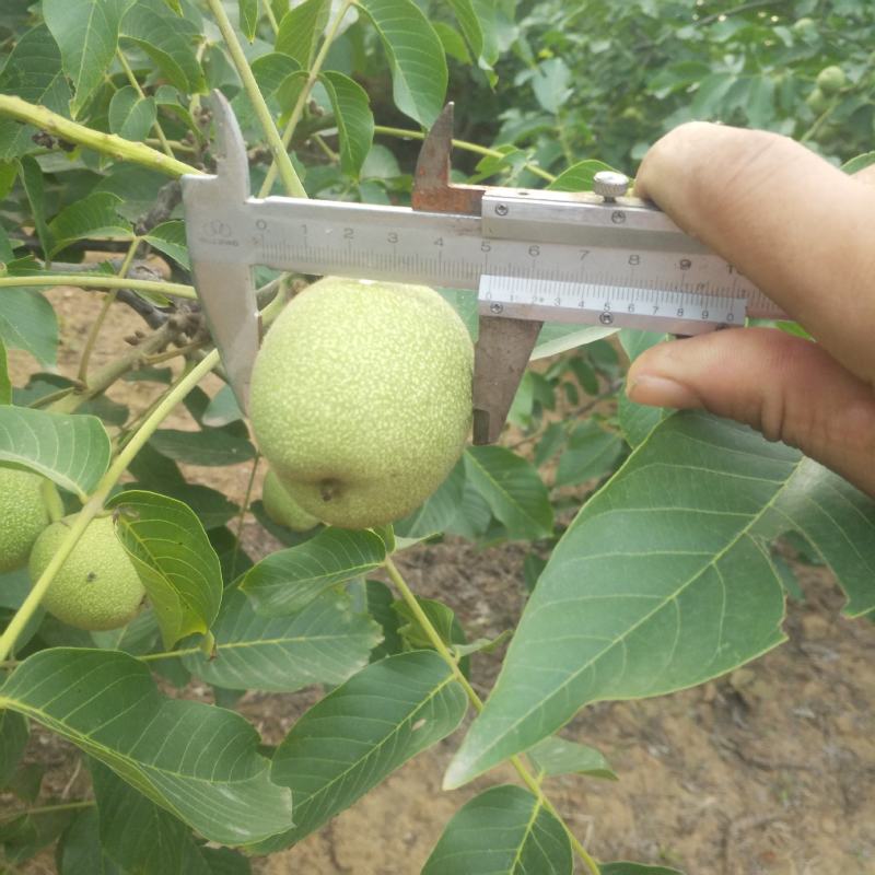 赞皇县辽系青皮核桃大量上市，质量保证，需要的可以联系我