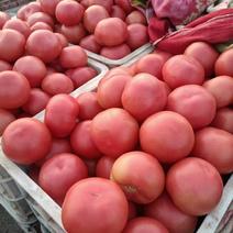 硬粉西红柿量大，质优，多种蔬菜可以配车。