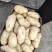 山东大量新鲜荷兰十五土豆，表光好，个头大，无虫大量有货