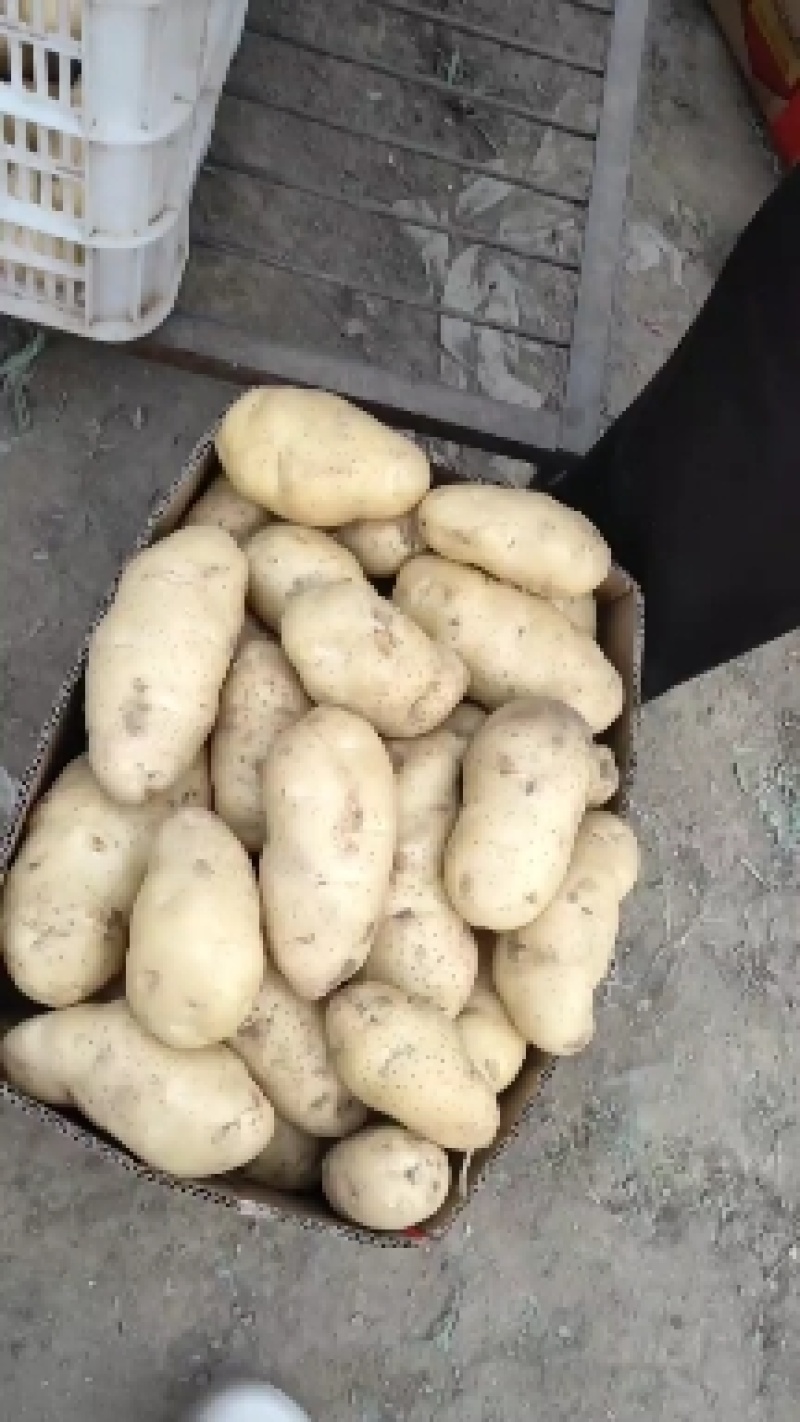 山东大量新鲜荷兰十五土豆，表光好，个头大，无虫大量有货